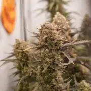 Halloween Harvest