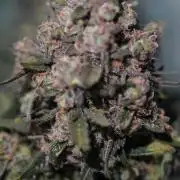 LST on Autoflowers 03-06.2026