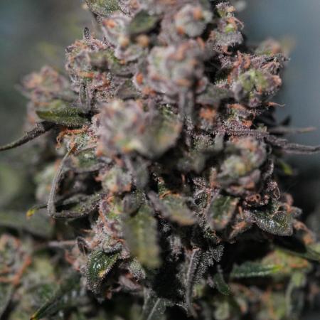 LST on Autoflowers 03-06.2026