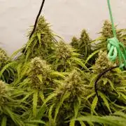LST on Autoflowers