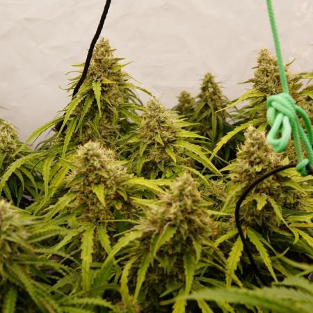 LST on Autoflowers