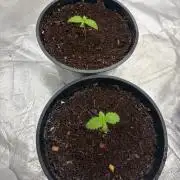 2 ladies in rescue