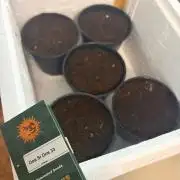 DOS SI DOS 33 - BARNEYS FARM - 1st diary