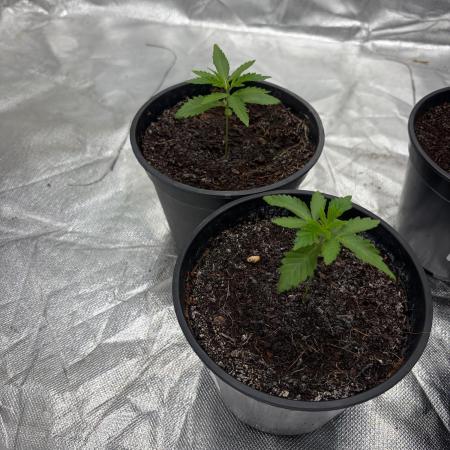 2 ladies in rescue