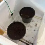 2 ladies in rescue