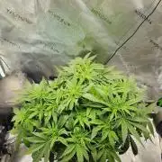 Autobanana indoor