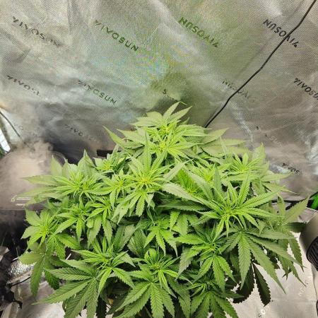 Autobanana indoor