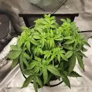 Autobanana indoor