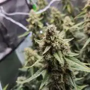 Autobanana indoor