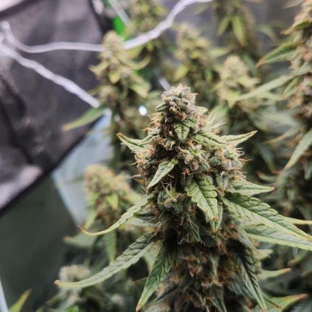 Autobanana indoor