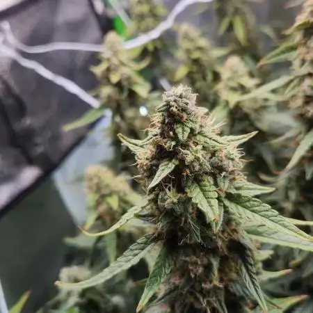 Autobanana indoor
