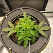 Autobanana indoor