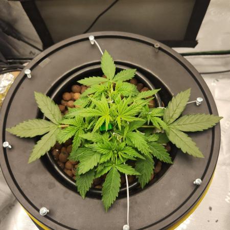 Autobanana indoor