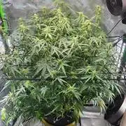 Autobanana indoor