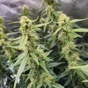 Autobanana indoor