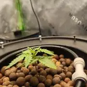 Autobanana indoor