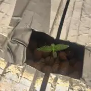 Autobanana indoor