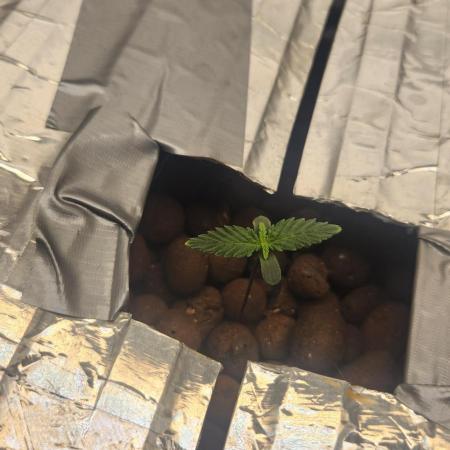 Autobanana indoor