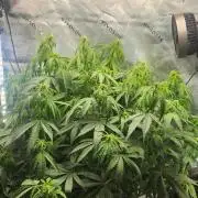 Autobanana indoor