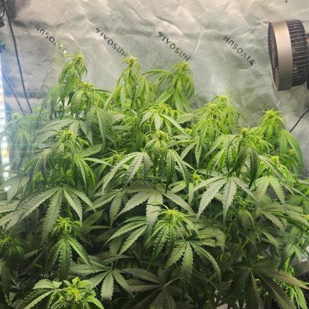 Autobanana indoor