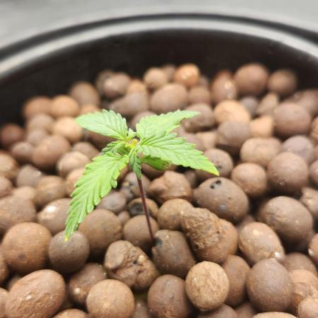 Autobanana indoor