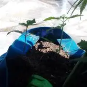 gemelas preñadas