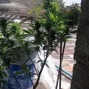 conesito