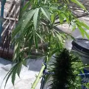 machorro