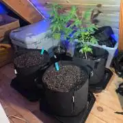 Fast Buds Autos Grow 1
