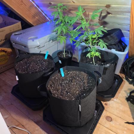 Fast Buds Autos Grow 1