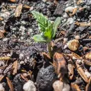 Mystery Seed