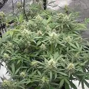 PurplePunch