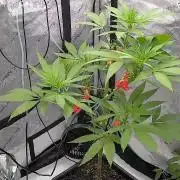 Shaman