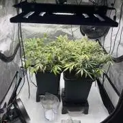 PurplePunch