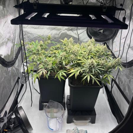 PurplePunch