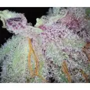 🖐️ Strain Grow