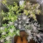 🖐️ Strain Grow