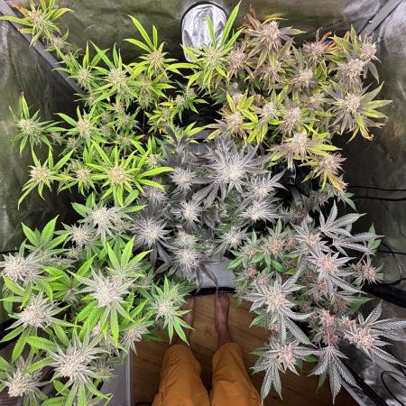 🖐️ Strain Grow