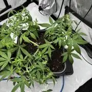 PurplePunch