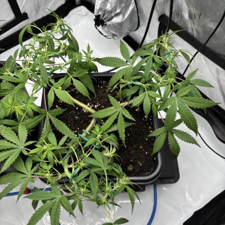 PurplePunch