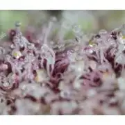 🖐️ Strain Grow