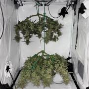 PurplePunch