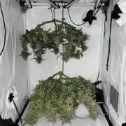 PurplePunch