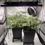 PurplePunch