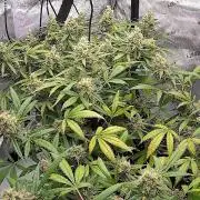 PurplePunch