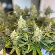 PurplePunch