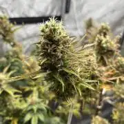 2 Strain Grow