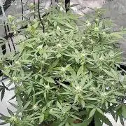 PurplePunch
