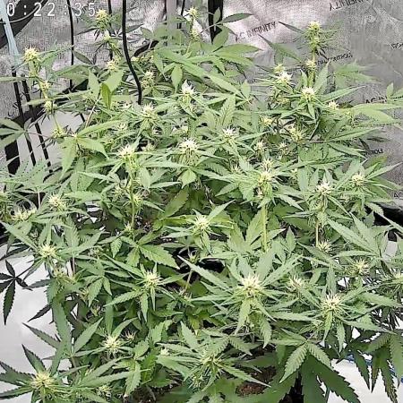 PurplePunch