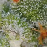 PurplePunch